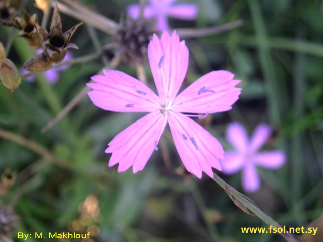 Dianthus strictus Banks. et Sol.